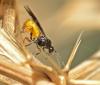 Bracon sp.